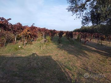 Vigneto con certificazione D.O.C