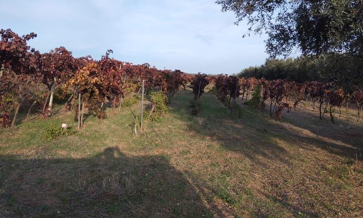 Vigneto con certificazione D.O.C