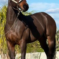 Paint e Quarter Horse puledri e adulti stalloni