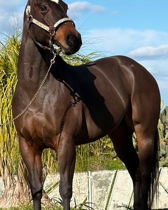 Paint e Quarter Horse puledri e adulti stalloni