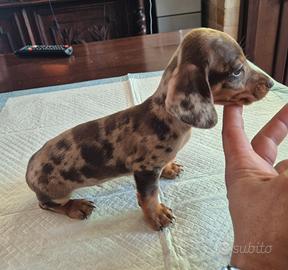 cuccioli bassotto nani