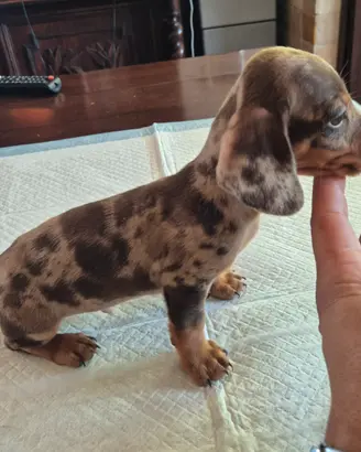 cuccioli bassotto nani