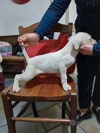 Dogo Argentino