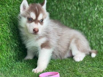 Husky