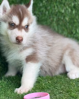 Husky