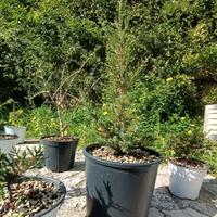 Juniperus phoenicea turbinata