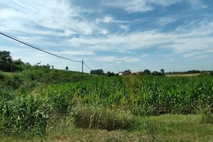 Terreno Agricolo Corbola [A4636VCG]