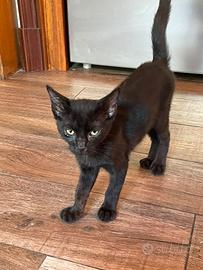 Gattini neri