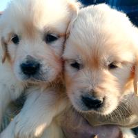 Cuccioli di Golden Retriever