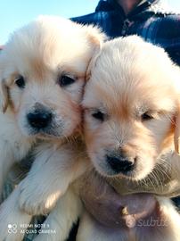 Cuccioli di Golden Retriever