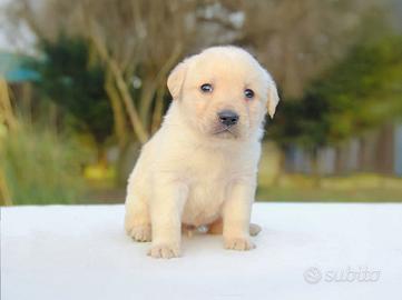 Cucciola do labrador