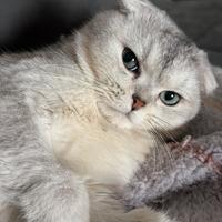 Scottish fold maschio disponibile per monta