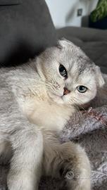 Scottish fold maschio disponibile per monta