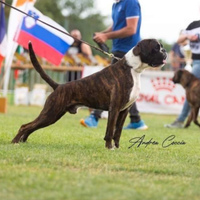 Boxer per monte