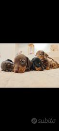 cuccioli di bassotto con pedigree ENCI 
