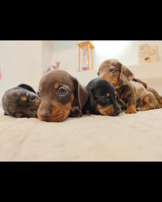 cuccioli di bassotto con pedigree ENCI 