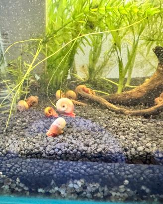 Piante acquario,lumache e pesci endler