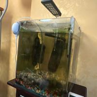 Acquario