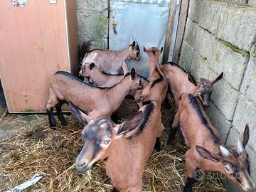 Capretti camosciate delle alpi