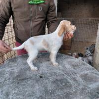 Cuccioli setter inglese