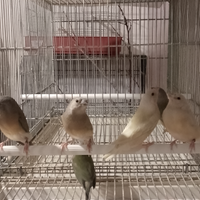 Diamanti del gould novelli