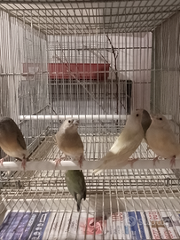 Diamanti del gould novelli