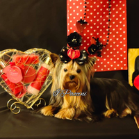 Mini Toy Yorkshire Terrier