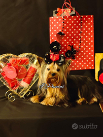 Mini Toy Yorkshire Terrier