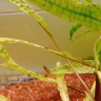 Gamberetti per acquario acqua dolce