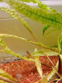 Gamberetti per acquario acqua dolce