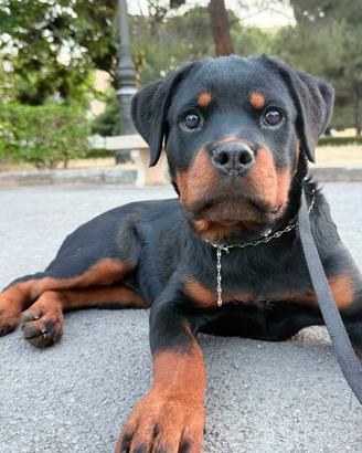 rottweiler