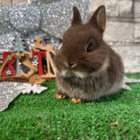 Conigli nani colorati