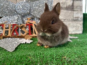 Conigli nani colorati