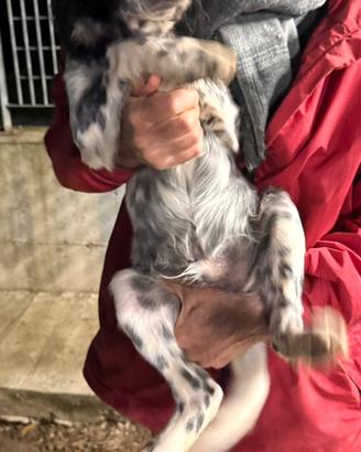 Setter inglese
