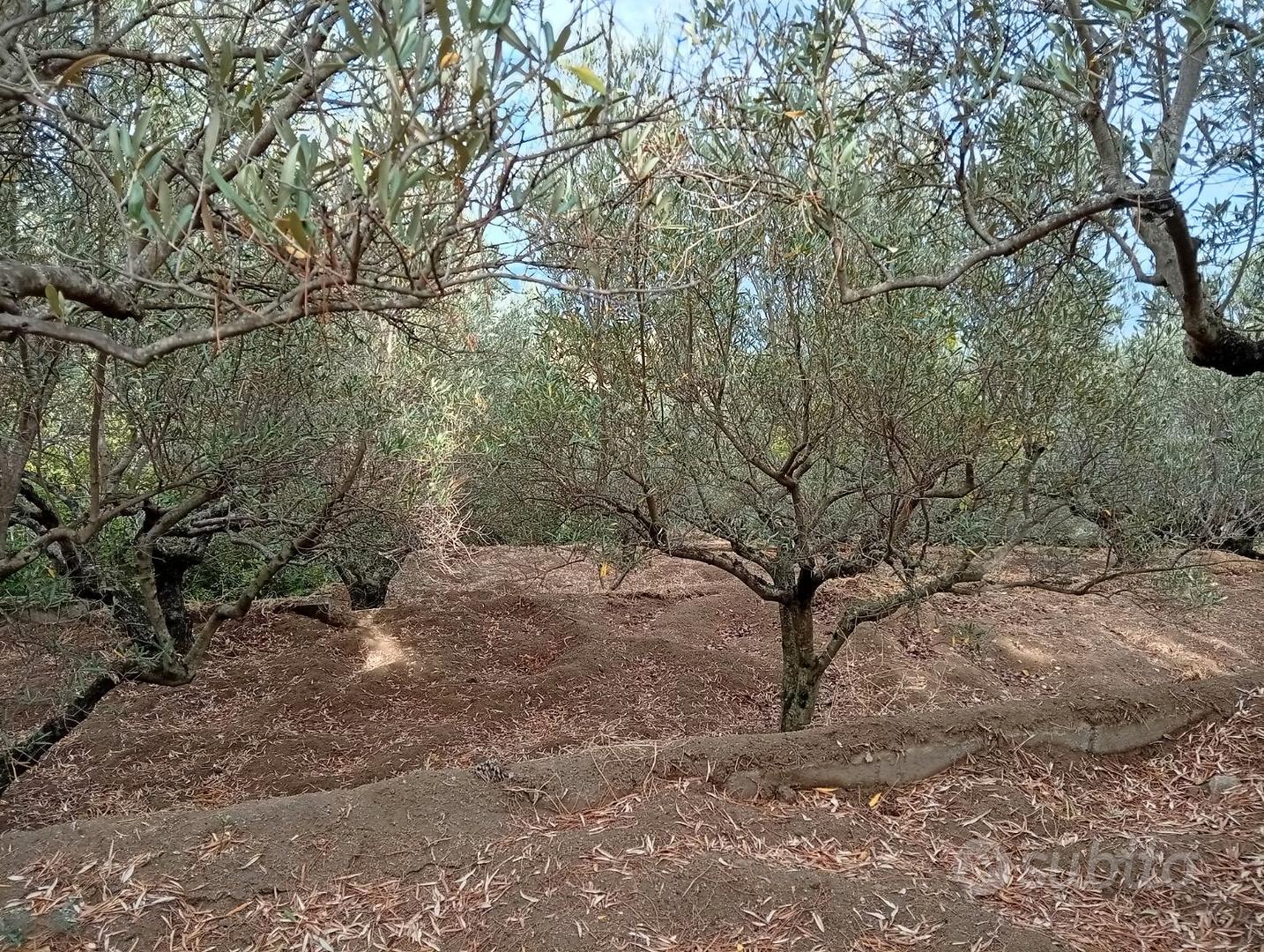 Terreno con ulivi e costruzione in muratura - Vista 5