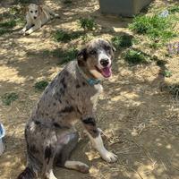 Cane taglia media grande