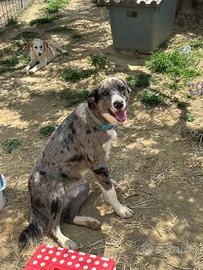 Cane taglia media grande