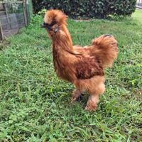 Gallo di moroseta
