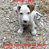 Maschietto jack Russel cucciolo