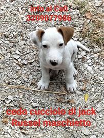 Maschietto jack Russel cucciolo