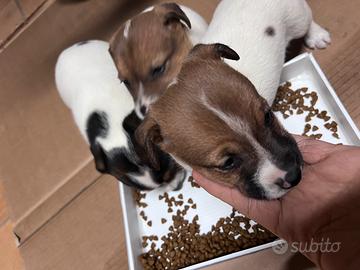 Cucciola Jack Russell