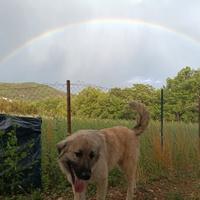 Pastore del Caucaso femmine