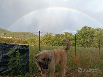 Pastore del Caucaso femmine