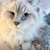 Gattina Siberiana di 2 anni