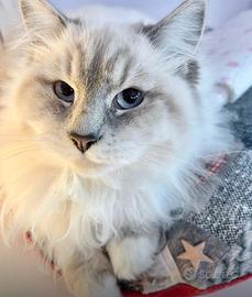 Gattina Siberiana di 2 anni