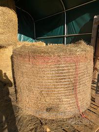 Fieno sfuso o in balloni