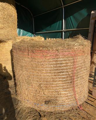 Fieno sfuso o in balloni