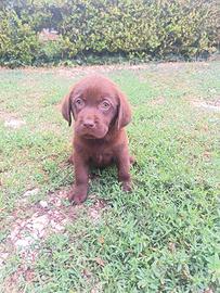 Labrador disponibili subito chocolate cioccolat