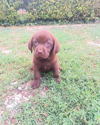 Labrador disponibili subito chocolate cioccolat