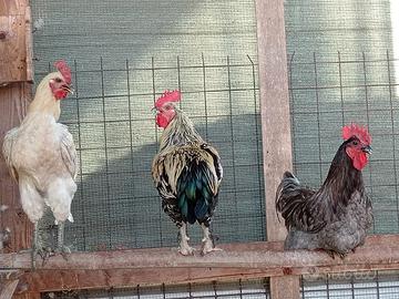 Galli ornamentali